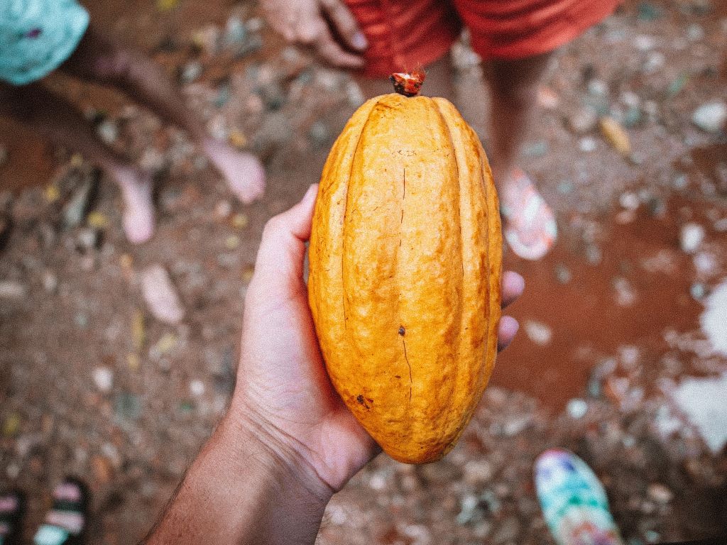 cacao samana experiencias