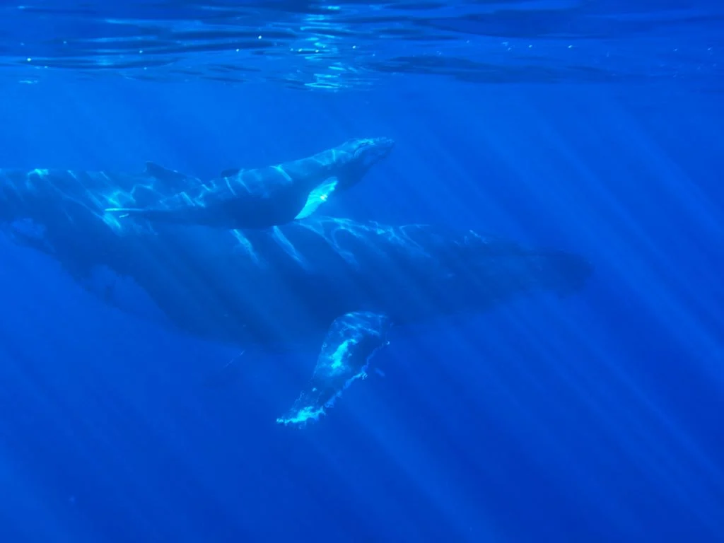 Avistamiento de ballenas