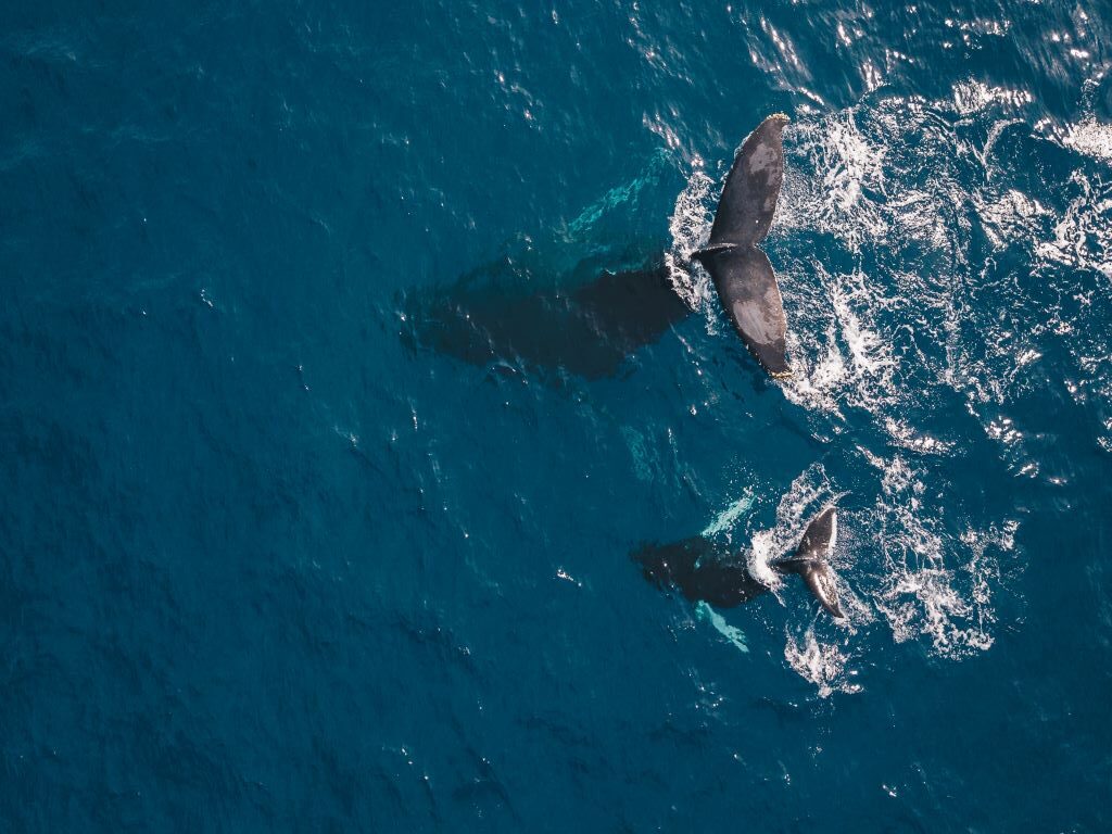donde ver ballenas