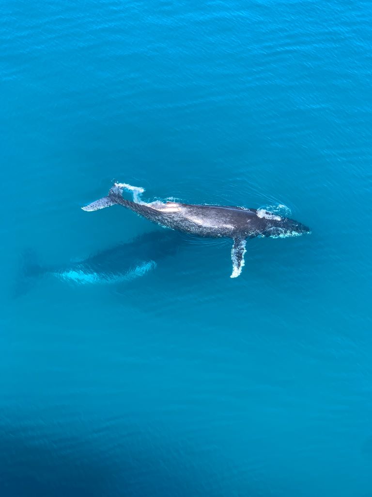 Viajes a Republica Dominicana para ver ballenas