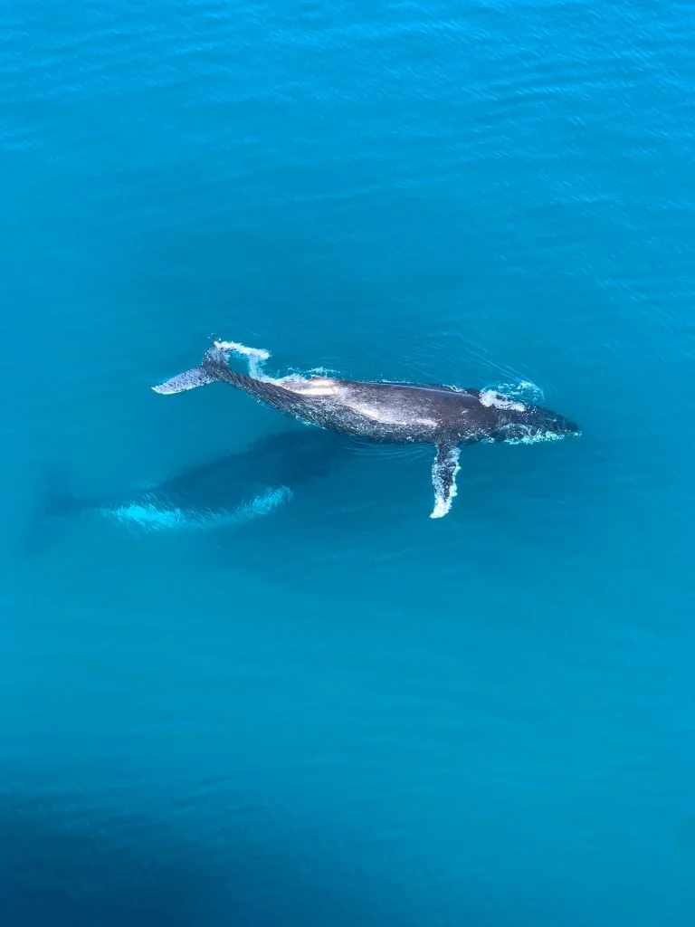 Viajes a Republica Dominicana para ver ballenas