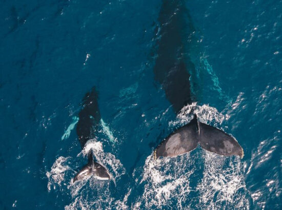 viajes a republica dominicana avistamiento ballenas