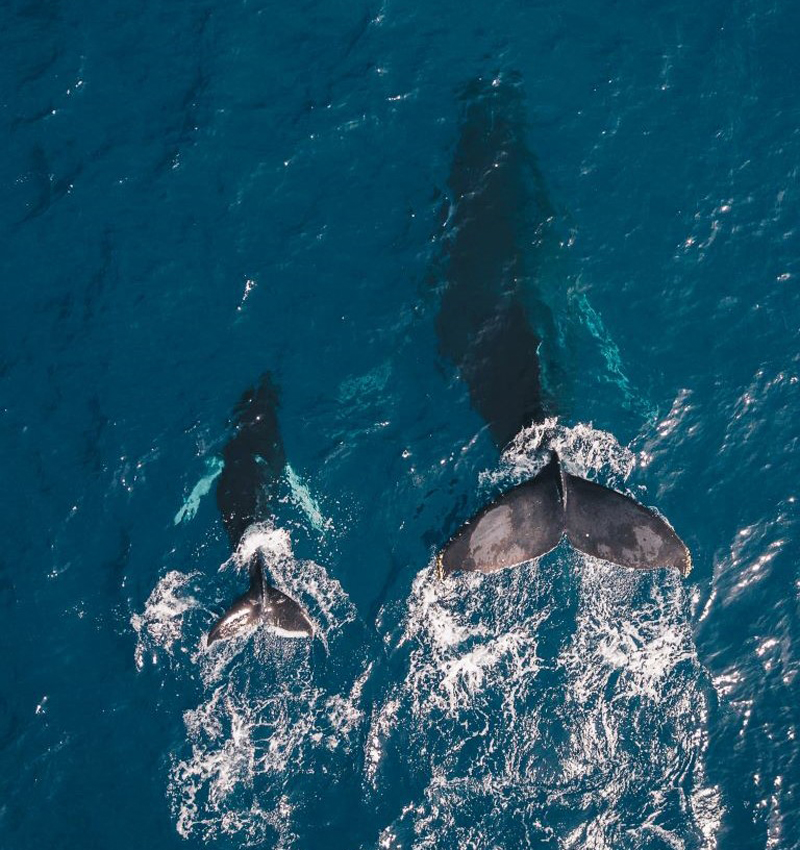 viajes a republica dominicana avistamiento ballenas