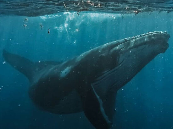 avistamiento-de-ballenas-blog