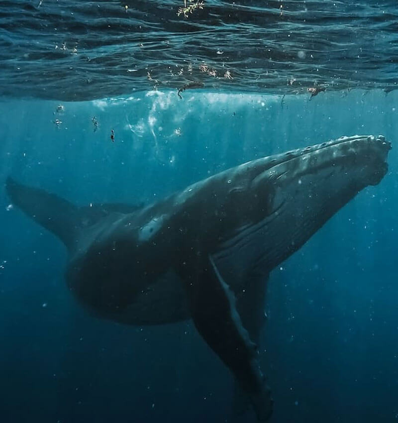 avistamiento-de-ballenas-blog