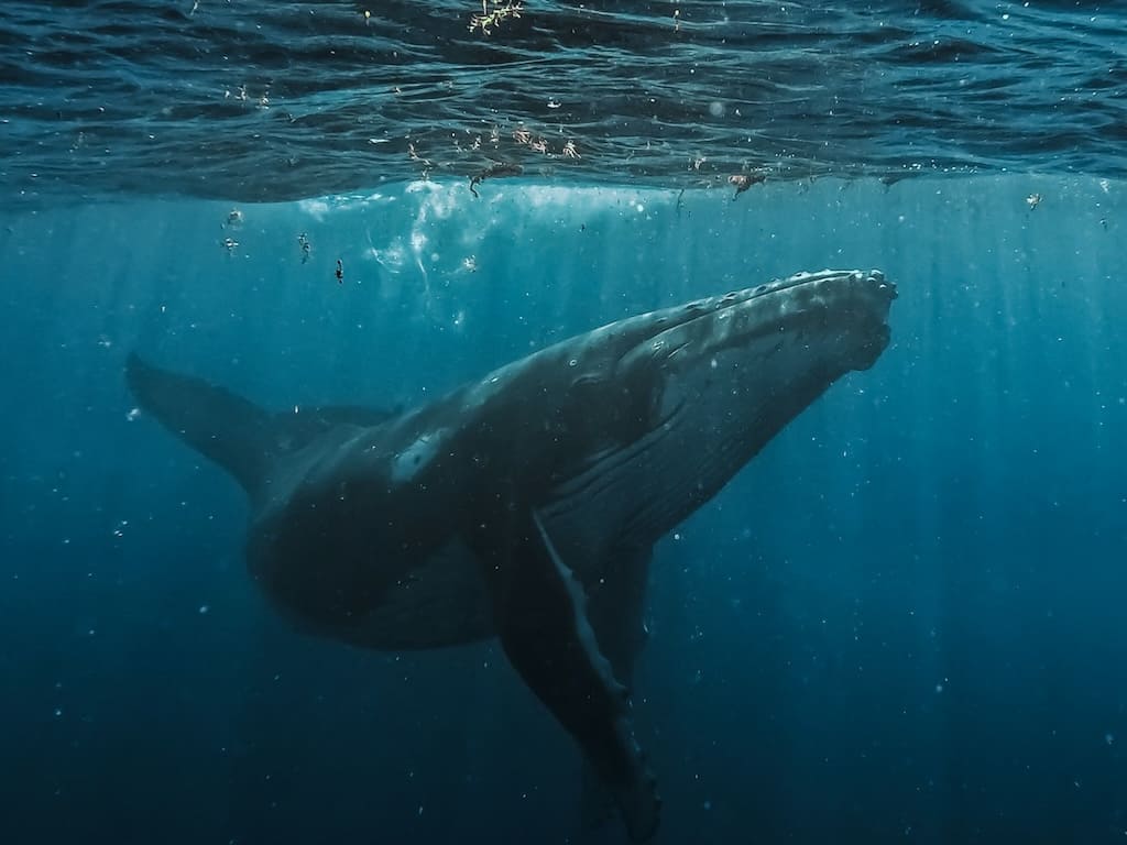 Avistamiento de ballenas